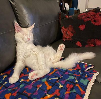 cute buff colored maine coon kitten in a funny position on a couch.