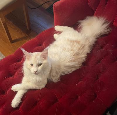 handsome buff colored male maine coon on a red lounger.