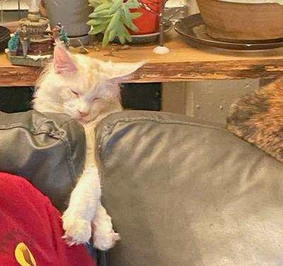 light red silver maine coon sleeping with his arms wedged between couch cushions.