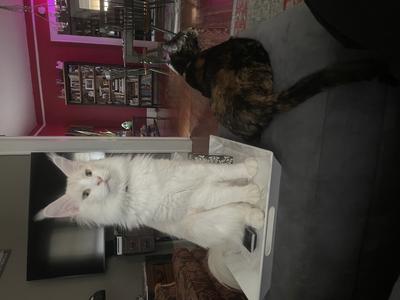 two cats sitting together on an ottoman.
