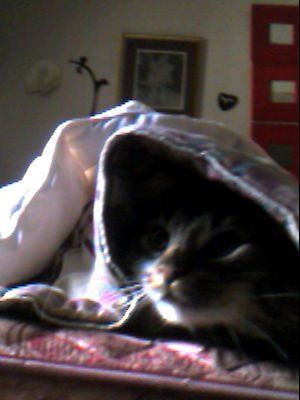 Aires! cat hiding under blanket