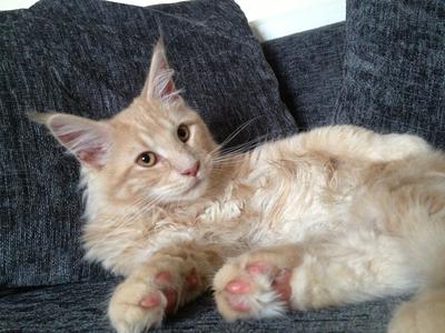 Aslan