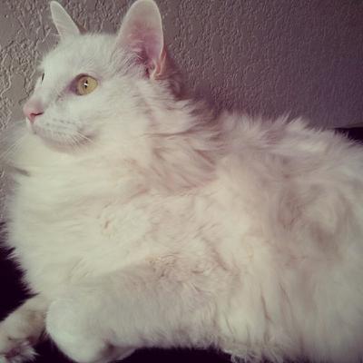 Atlas