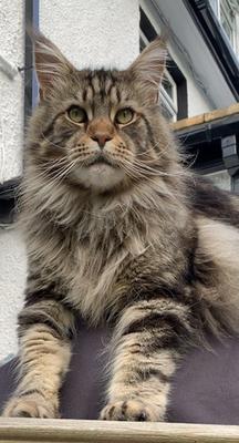 brown maine coon cat with a boxy muzzle.