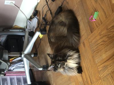 pretty tortie maine coon cat laying loaf style.