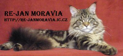 Show Cat