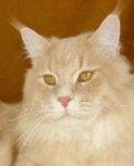 handsome cream tabby from maine delite cattery