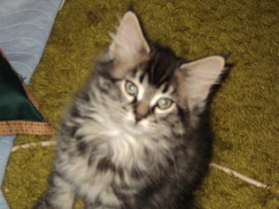 Chico