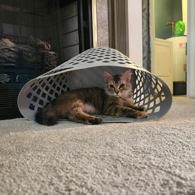 young brown tabby cat