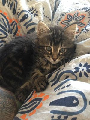 Cleo