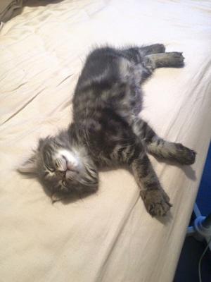 Cleo