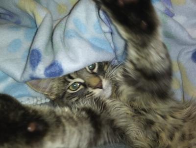 cute brown maine coon kitten