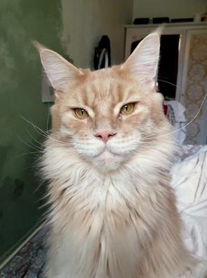 handsome ginger maine coon cat