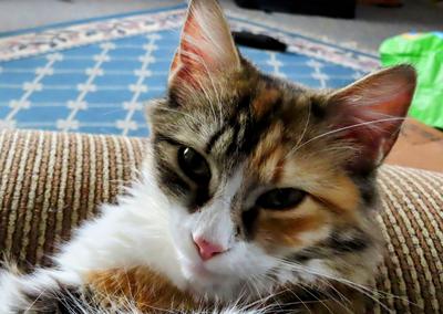 tortie kitty