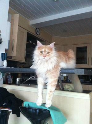 Gaspard
