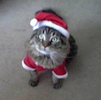 gizmo dressed for christmas