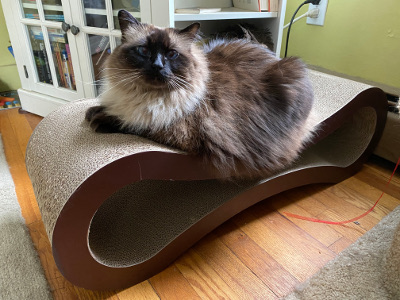 big siamese cat on infinity scratcher