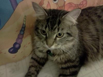 Jax
