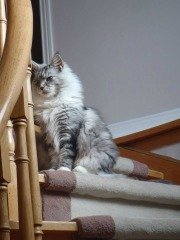 Molly