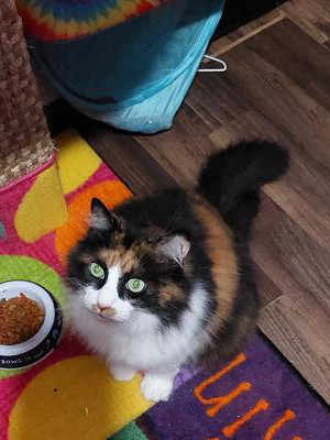 fluffy female tri color kitty