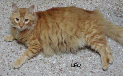 Leo