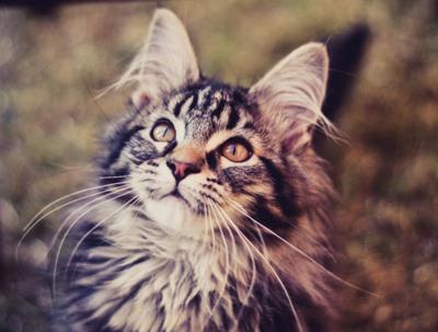 Luca