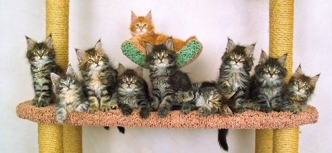 ten fluffy brown kittens on a cat tree