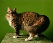 brown tabby from mamies maines cattery