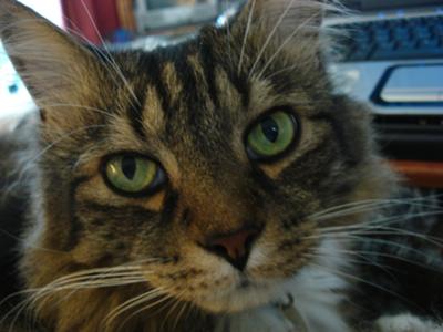 Max