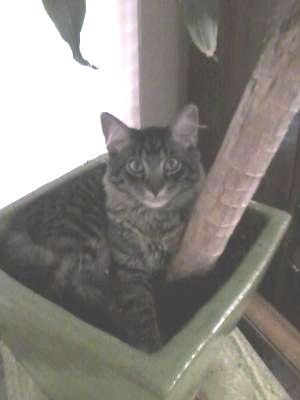 Max