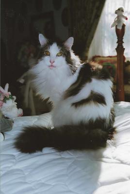 Maximillian