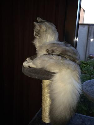 Maximus
