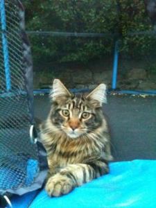 Merlin