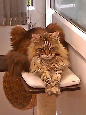 Minnie