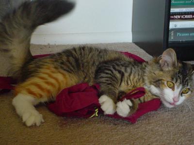 Miss Kitty