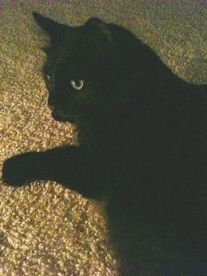 Mogli
