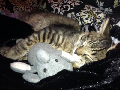 Moose