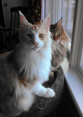 Moxie & CJ