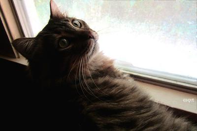 Murphy