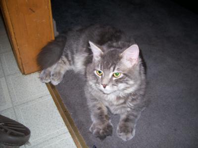 Nicole's Cat