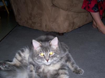 Nicole's Cat