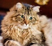 brown tabby maine coon mix.