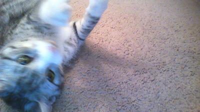 Pooky