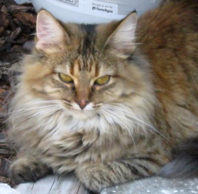 Mimi