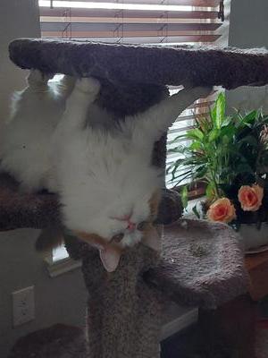 white with tabby kitty hanging upside down on cat tree