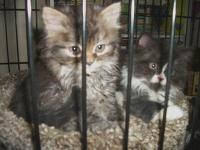 Kittens
