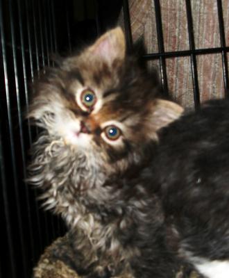 Kittens