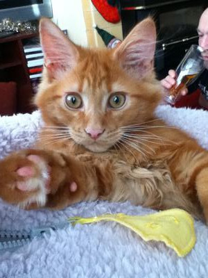 Simba