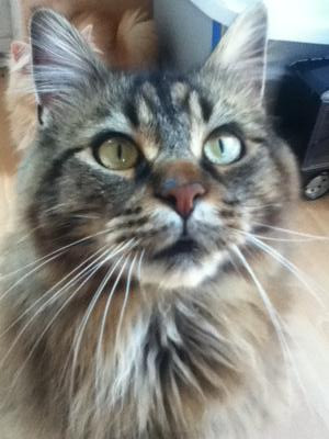 Ronnie