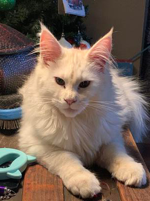 handsome white male maine coon cat